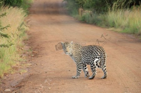自然动物道路危险非洲荒野虎猫野生食肉动物豹野生动物园野生动物