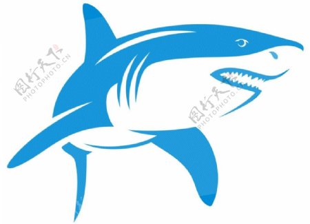 鲨鱼矢量图