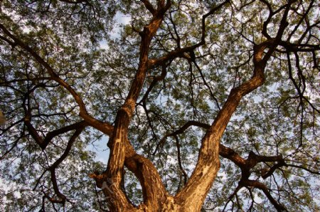 大树树枝摄影图片