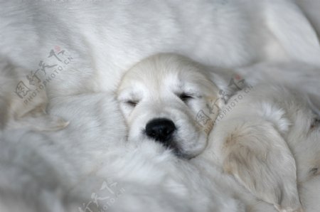 睡觉的宠物狗图片