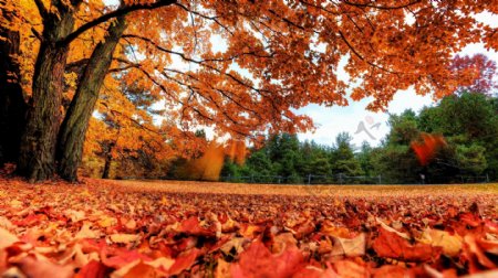秋天枫树与落叶图片