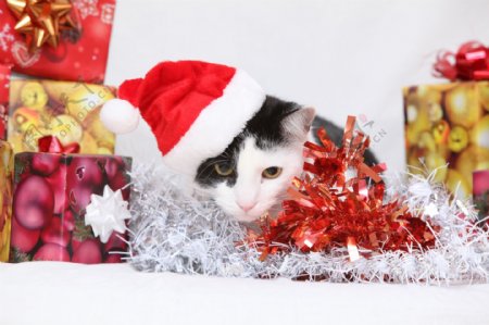 戴圣诞帽的猫咪图片