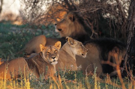 草原上的狮群图片