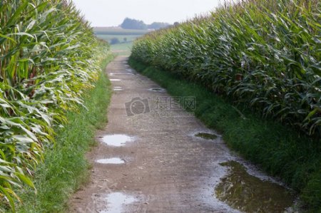 田地旁的道路