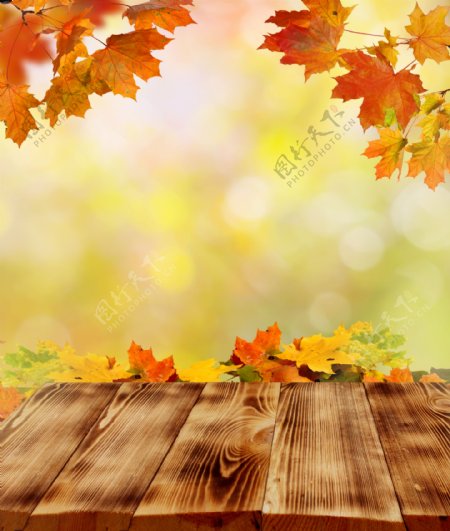 梦幻光斑树叶与木板背景图片