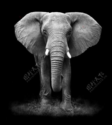 黑白大象摄影图片