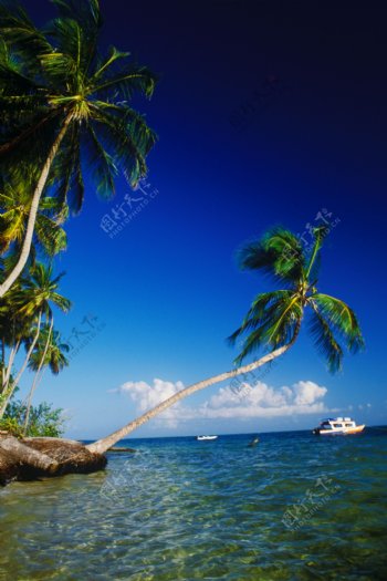 海岸椰子树与船只图片