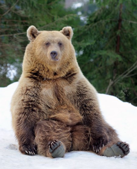 坐在雪地上的棕熊图片