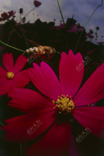 在花丛中飞的小蜜蜂图片