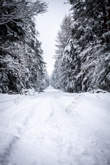 树林道路雪景图片