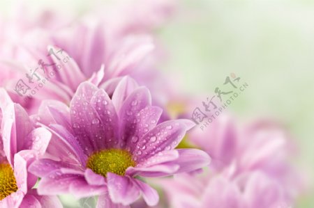 梦幻紫色鲜花背景图片
