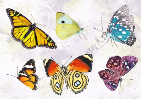可爱卡通手绘昆虫蝴蝶素材