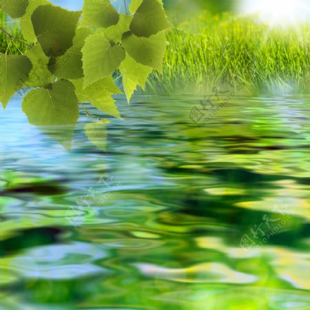 绿叶下水面摄影图片