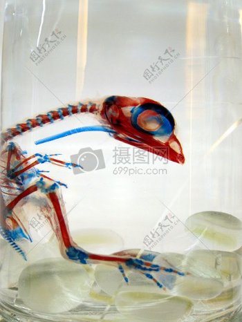 透明器皿里的鸟标本