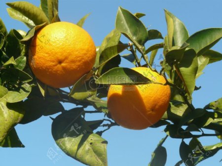 叶子上的柑橘