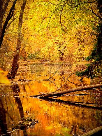 木材海风景自然水森林树木河流秋秋天