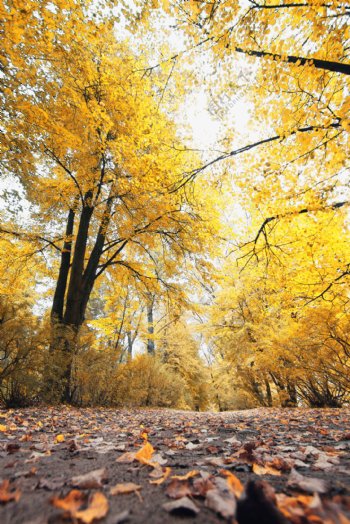 黄色树木下的落叶地面图片