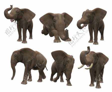 六只大象图片免抠png透明图层素材