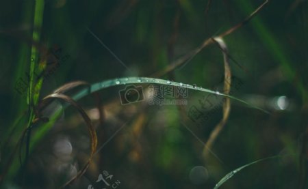 植物叶雨滴滴剂水