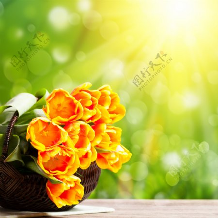 竹篮里的黄色郁金香图片