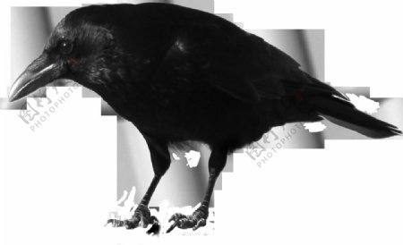 黑色乌鸦侧面图免抠png透明图层素材
