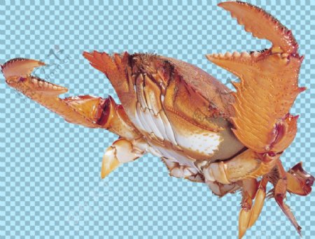 大钳子的螃蟹图片免抠png透明图层素材