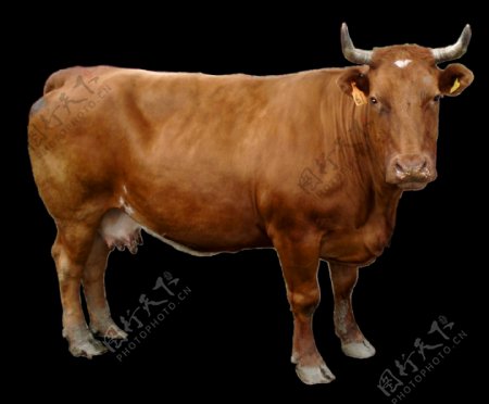 红色奶牛图片免抠png透明图层素材