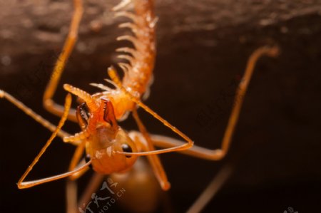 搬食物的蚂蚁摄影图片