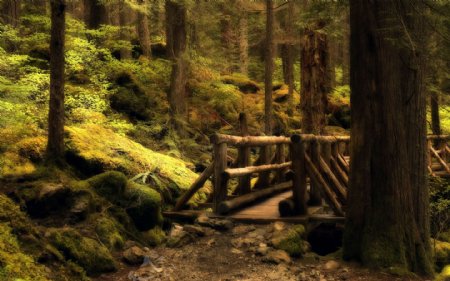 丛林中的木桥
