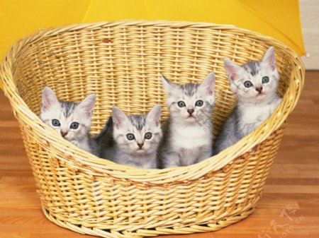 篮子里的四只猫咪图片