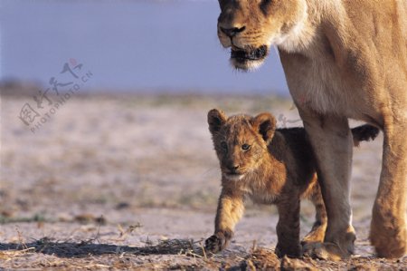 母狮和幼狮图片