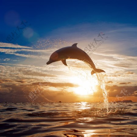 跳出海面的海豚图片
