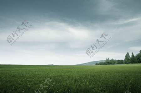 绿色草原风景图片