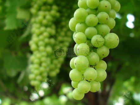 grapes2.jpg