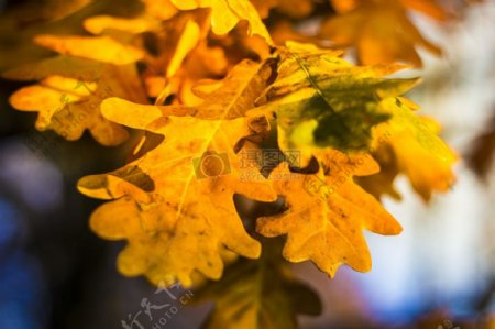 黄色叶子秋天分支特写镜头