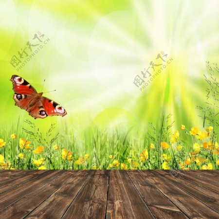 木板前的鲜花和蝴蝶图片