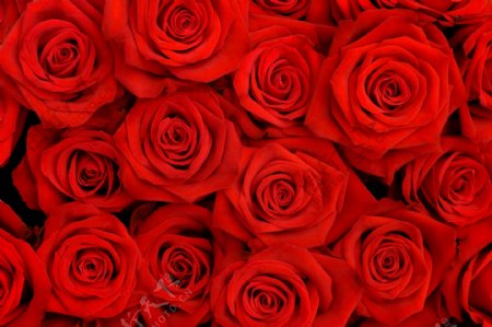 红色玫瑰花背景图片