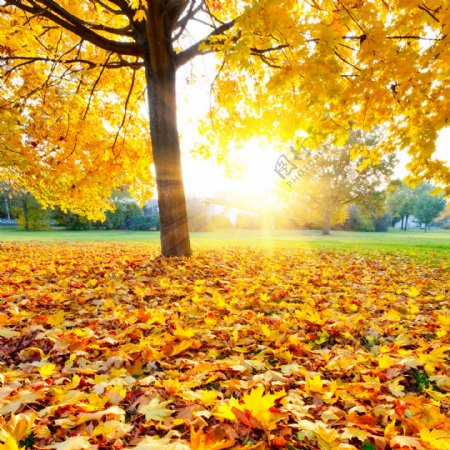 秋日大树和铺满落叶的地面图片