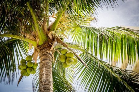 沙滩树棕榈椰子