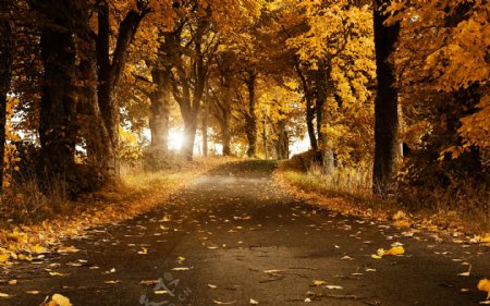 秋天满是落叶的街道