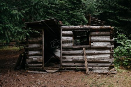 树林里的木头小屋