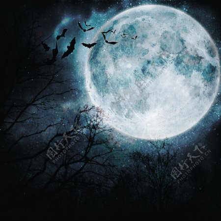 圆月下的蝙蝠和树木图片