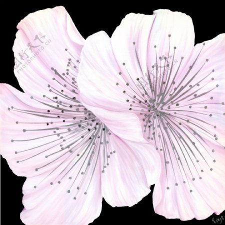 鲜花花朵插画背景图片