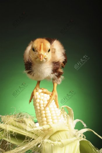 站在玉米棒上的小鸡图片