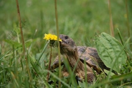 草丛中的乌龟