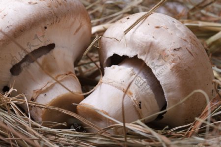草地上的新鲜蘑菇图片