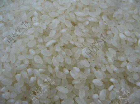 新鲜珍珠米