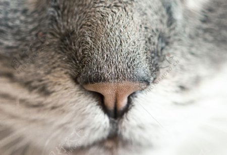 动物宠物特写镜头查看头发小猫猫关闭以口鼻细节吻