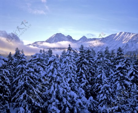 美丽森林雪景图片