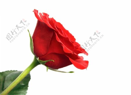 一朵红色的玫瑰花图片